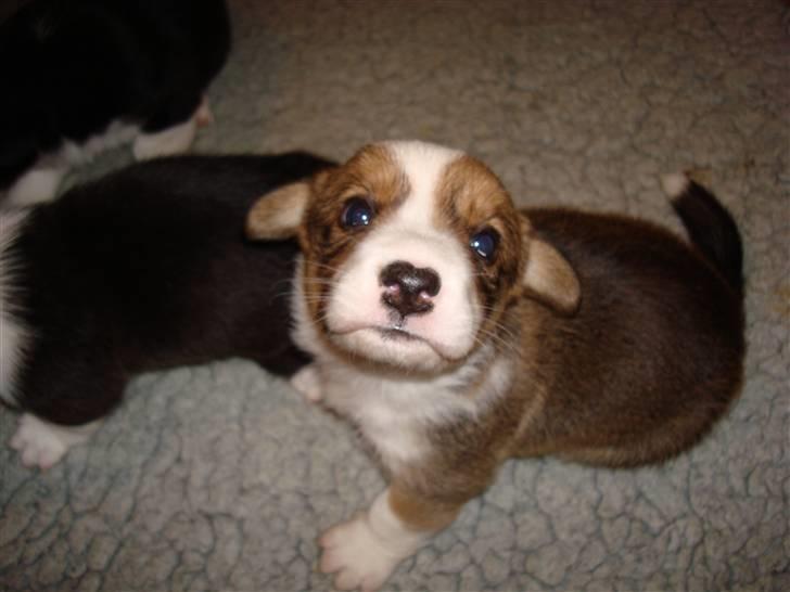 Welsh corgi cardigan Èowyn - Lille tut 4 uger billede 2