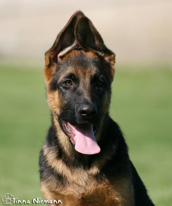 Schæferhund Kløverhorn's Fedor R.I.P. billede 12