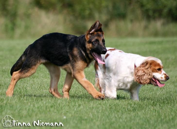 Schæferhund Kløverhorn's Fedor R.I.P. - Fedor og Øivine billede 13