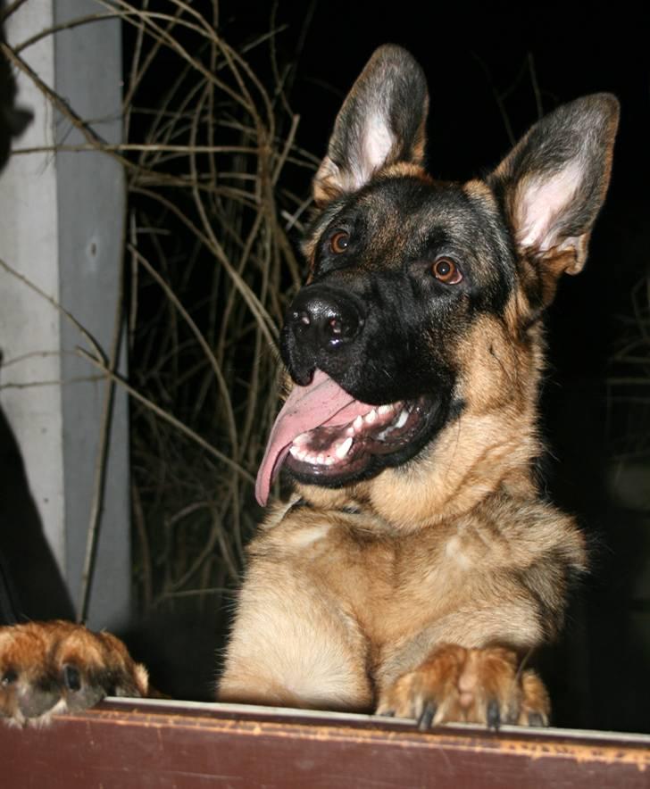 Schæferhund Kløverhorn's Fedor R.I.P. - Fedor 11 mrd billede 14