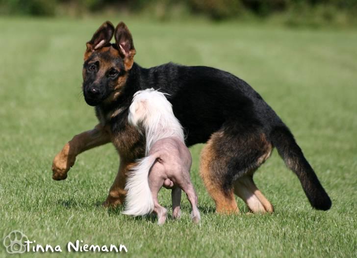 Schæferhund Kløverhorn's Fedor R.I.P. billede 15