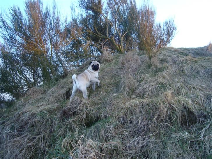 Mops Cosmo - Se liige mig mor !! billede 14