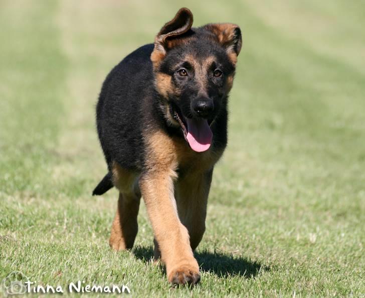 Schæferhund Kløverhorn's Fedor R.I.P. billede 16