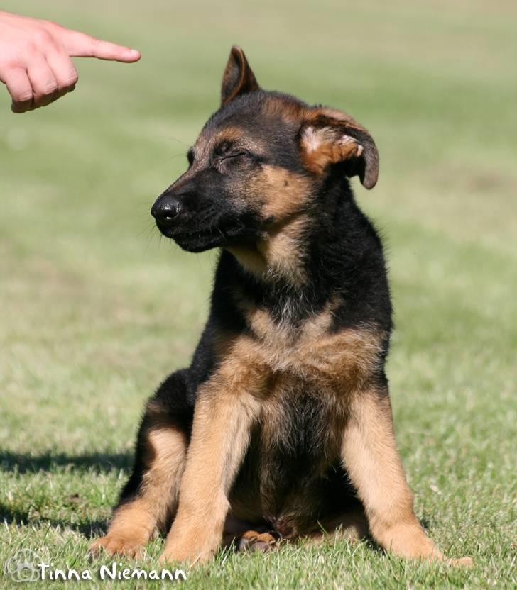 Schæferhund Kløverhorn's Fedor R.I.P. billede 17