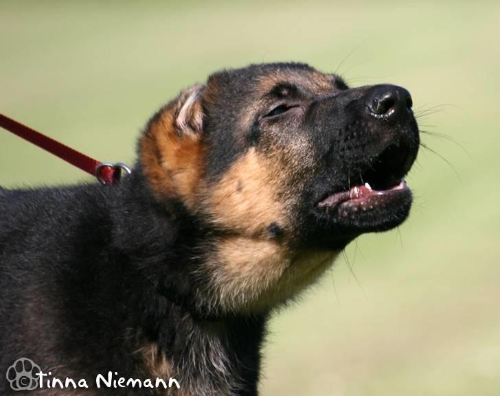 Schæferhund Kløverhorn's Fedor R.I.P. billede 18