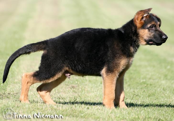 Schæferhund Kløverhorn's Fedor R.I.P. billede 19