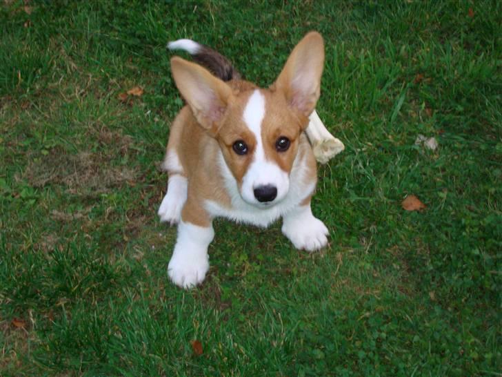 Welsh corgi cardigan Èowyn - Èowyn 3 måneder billede 4