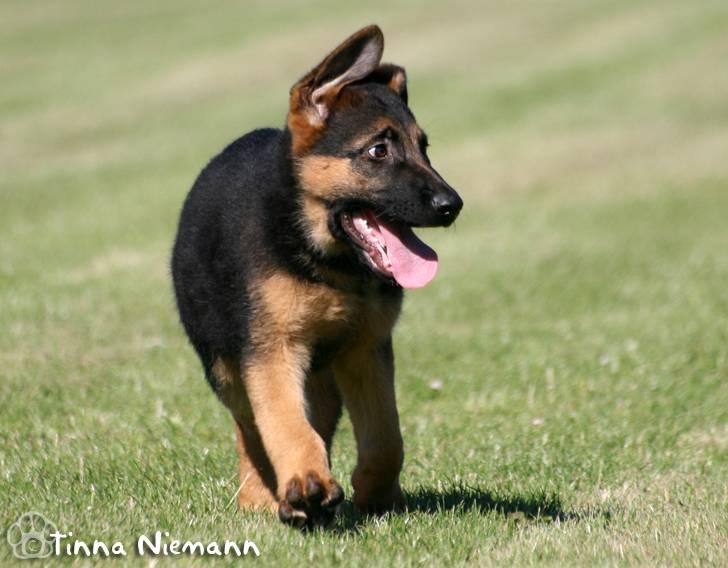 Schæferhund Kløverhorn's Fedor R.I.P. billede 20