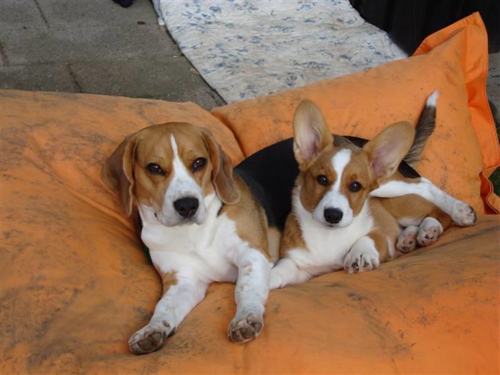 Welsh corgi cardigan Èowyn - Det er hyggeligt at ligge i ske billede 6