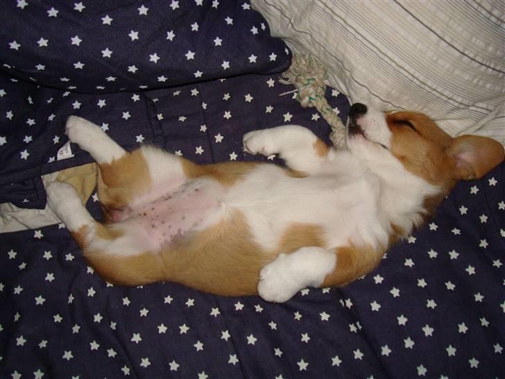 Welsh corgi cardigan Èowyn - Zzzzzzz billede 7