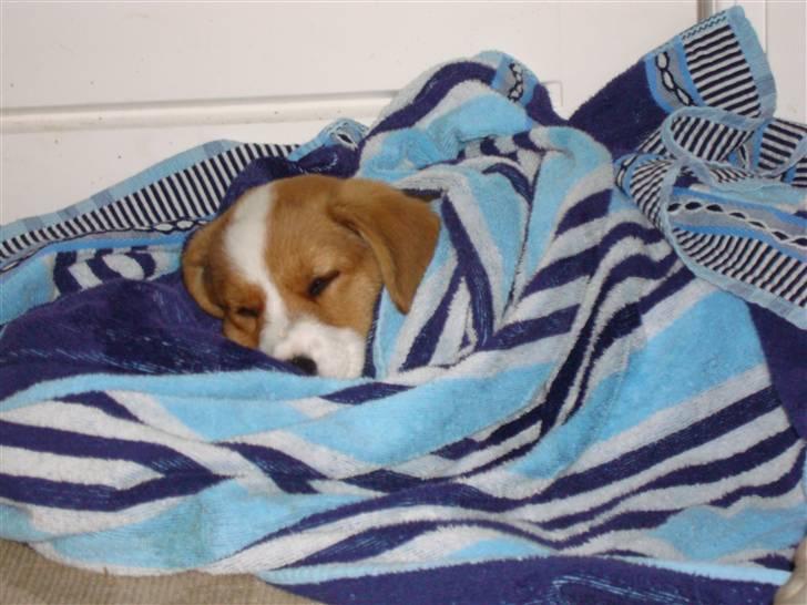 Welsh corgi cardigan Èowyn - Puttetid billede 8