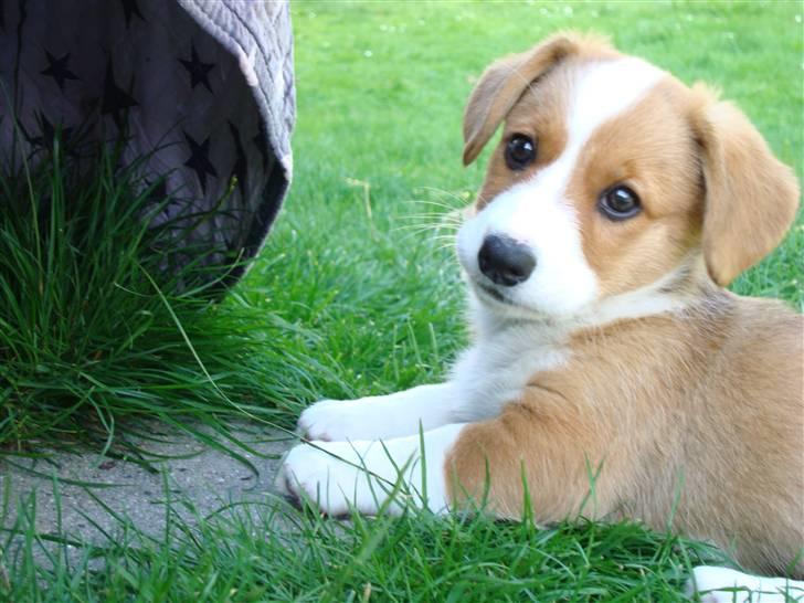 Welsh corgi cardigan Èowyn billede 10