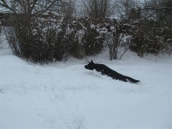 Labrador retriever Lady - Går ind under marias ben & leger med hendes ting:D. billede 9