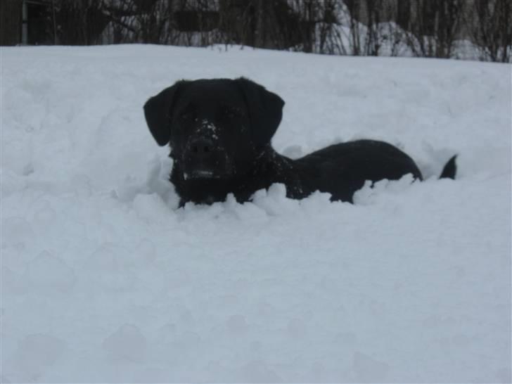 Labrador retriever Lady - WEHU se mine øjne hva så frækké d; billede 10