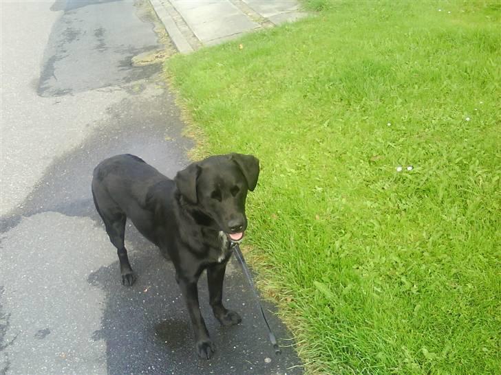 Labrador retriever Lady - Se mig jeg er meget fin :D. billede 12