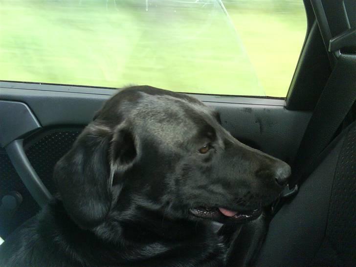 Labrador retriever Lady - Farvel & Kom snart igen:´D.  billede 16