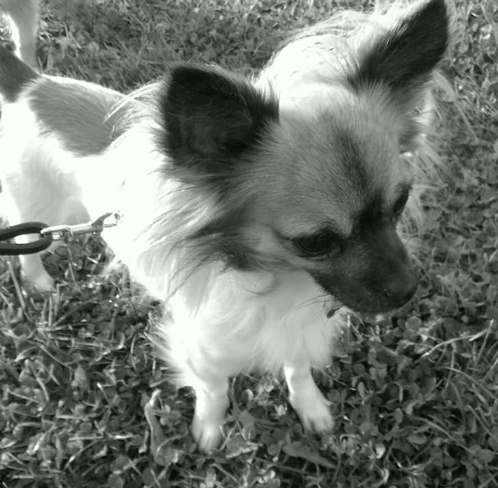 Chihuahua Snoopy - Snoopy billede 1