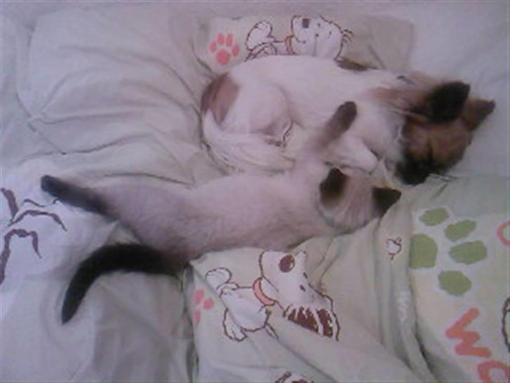 Chihuahua Snoopy billede 2