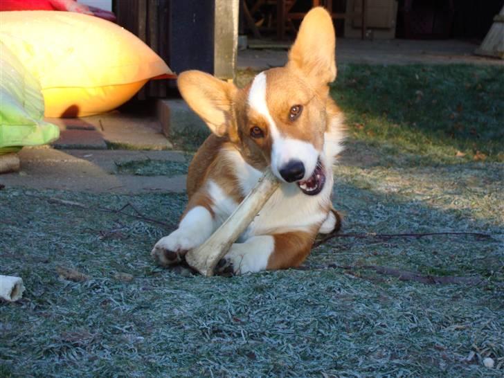 Welsh corgi cardigan Èowyn - lille gavtyv med lækkert stort ben billede 12