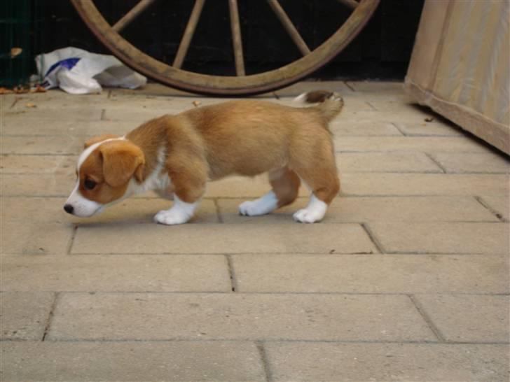 Welsh corgi cardigan Èowyn billede 13