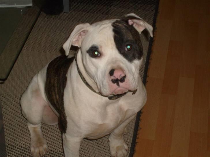 Blanding af racer Hermann - haiii, mor billede 1