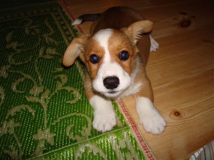 Welsh corgi cardigan Èowyn - lille tut 8 uger billede 14