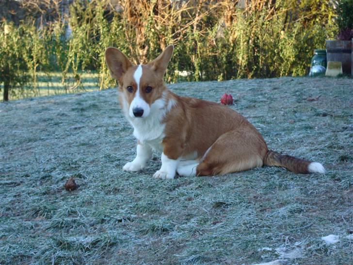 Welsh corgi cardigan Èowyn - smukke Tuts 6 mnd. billede 16