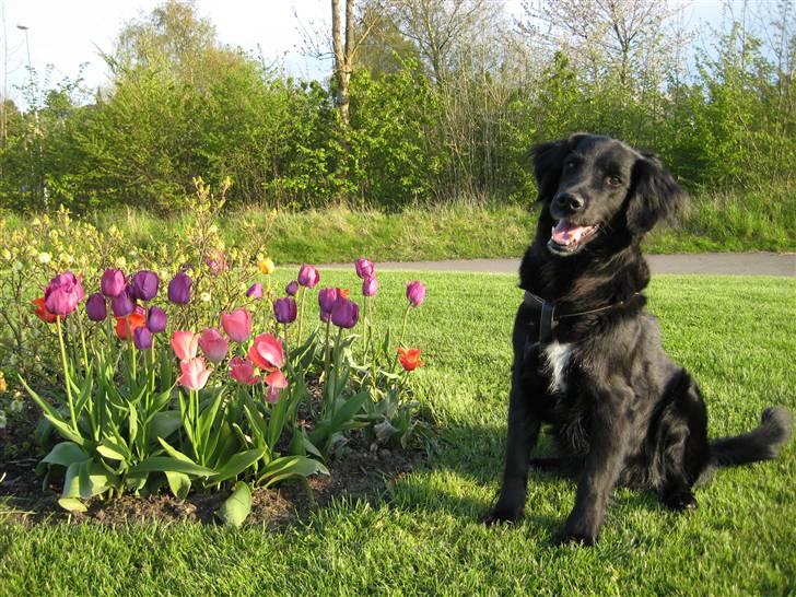 Blanding af racer Trisse - Velkommen til Trisses profil :) selv om man er en blanding, kan man så stadig ikke være pæn?? :D billede 1