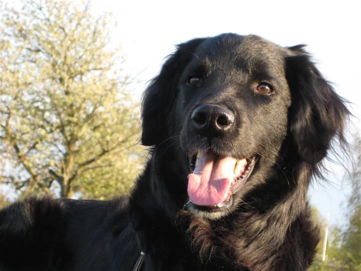 Blanding af racer Trisse - Jeg elsker bare den hund over hele mit hjerte billede 2