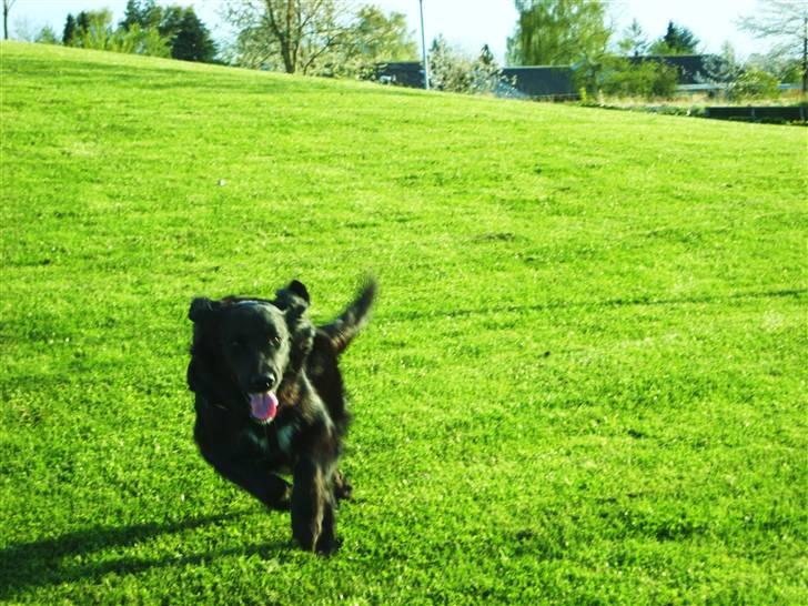 Blanding af racer Trisse - wuhuu, så skal der løbes <3 billede 3