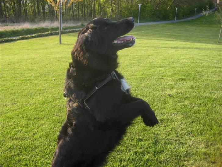 Blanding af racer Trisse - njuuu er den ikke kær? <3 billede 4