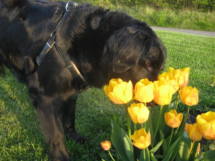 Blanding af racer Trisse - haha :D <3 billede 5