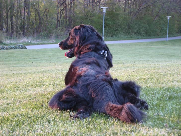 Blanding af racer Trisse - njuuu den hund er bare mit et og alt <3! billede 6