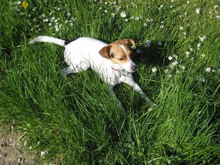 Dansk svensk gaardhund Molly - Så ?´ Det er altså her det sker . I , -da da da daah- , HAVEN ;) billede 13