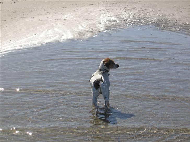 Dansk svensk gaardhund Molly - Mh,. Kommer de ikke snart ind ?! Ja, Jeg går ihvertfald ikke ud til dem :P . . . Så venter jeg bare her, og dypper poterne lidt sammen med moar =) billede 14
