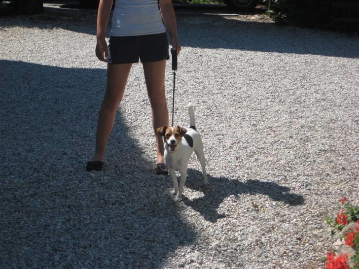 Dansk svensk gaardhund Molly - Posér - Klik - Nææ, hvor smukt ! Skal vi gøre det én gang til ? =) (Italien) billede 16