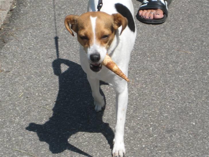 Dansk svensk gaardhund Molly - Hvor LÆKKERT ! Min helt egen vaffel ;P (Italien) billede 17