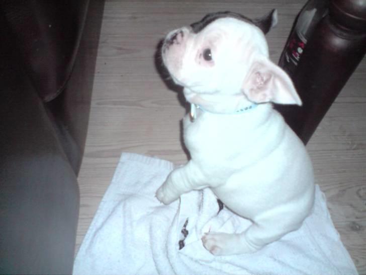 Fransk bulldog Bufas - må jeg ikk nok komme op mor? billede 2