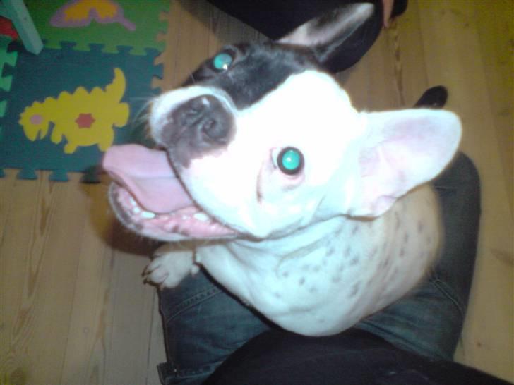 Fransk bulldog Bufas - Puhaa det er hårdt at lege med alexander.. billede 3