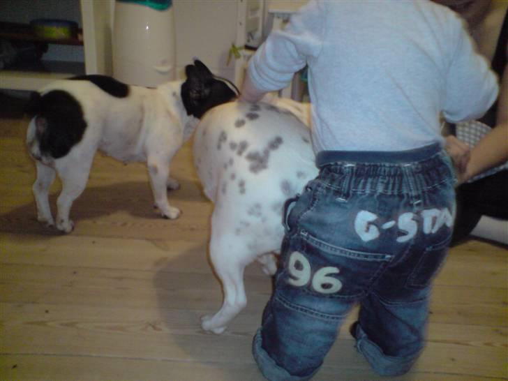 Fransk bulldog Bufas - Sander og hundene billede 4