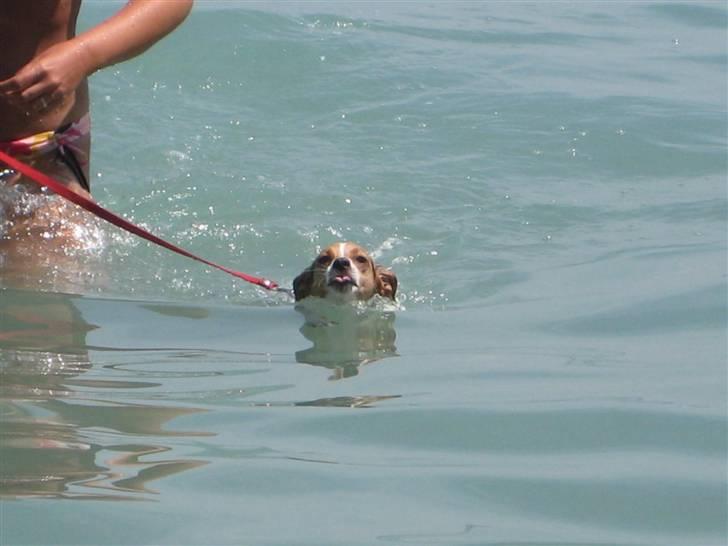 Dansk svensk gaardhund Molly - Uhh Der bliver taget et billede, så rækker jeg da lige tunge :P . - Jeg er ude at svømme i Garda-søen, i Italien :DD billede 19