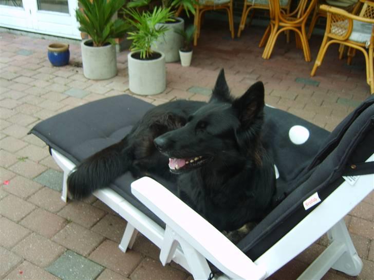 Schæferhund Leika - Det var mor da sagde jeg skulle ligge her.... billede 9