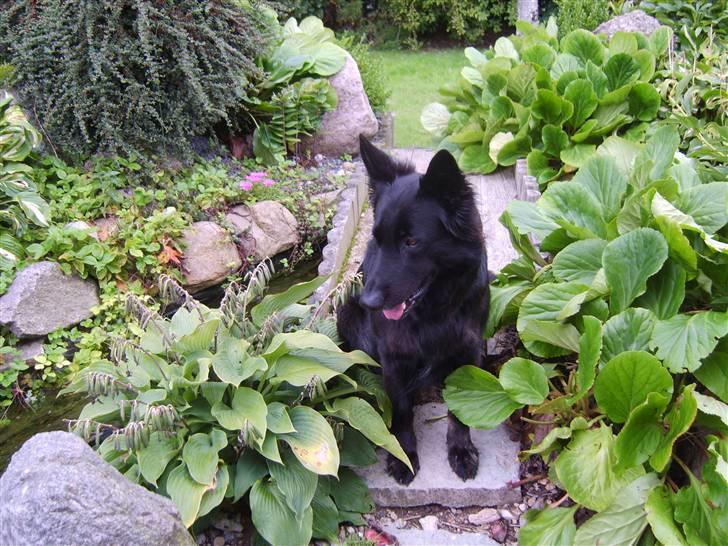 Schæferhund Leika - Skønt at sidde her på vores lille bro billede 10
