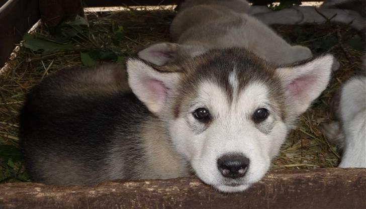 Alaskan malamute Maia - Her er jeg så! Så fik de endelig valgt, og jeg kan da ikke se det skulle have været så svært! billede 1