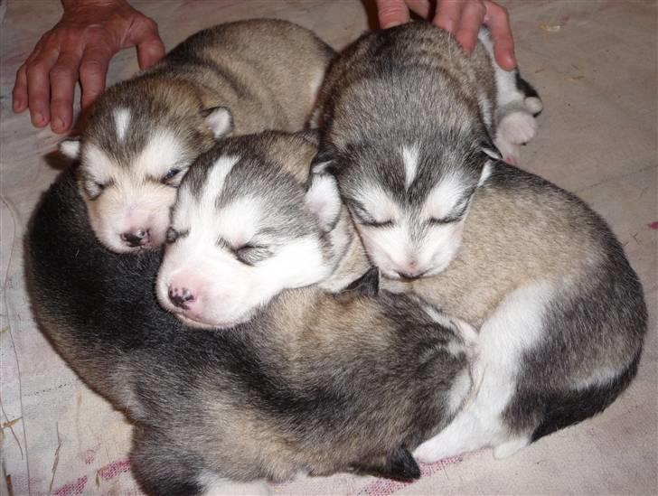 Alaskan malamute Maia - Her er jeg så sammen med mine søstre, 13 dage gammel, før jeg kom til at hedde Maia.. billede 2