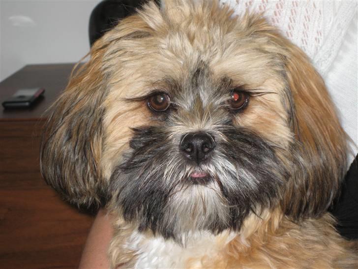 Lhasa apso Coco billede 13