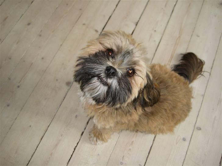 Lhasa apso Coco - Please må jeg ik smage billede 14