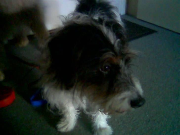 Blanding af racer max billede 11