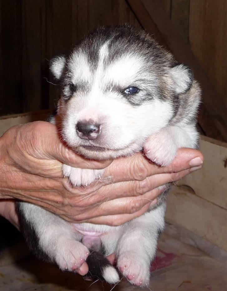 Alaskan malamute Maia - Her er jeg også 13 dage gammel, og har lige fået øjne... billede 3