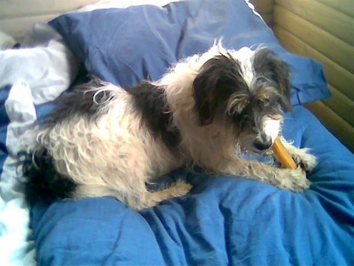 Blanding af racer max - hvor jeg hygger mig billede 12